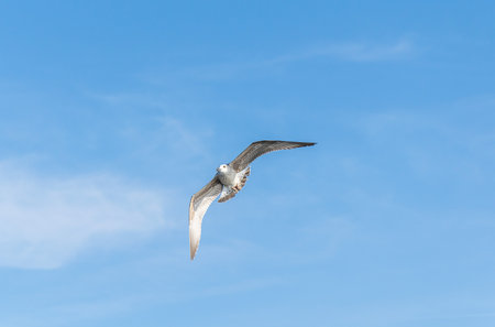 white seagulls against the blue sky