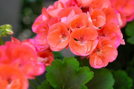 pink geranium flowers on a background of green leavesの写真素材