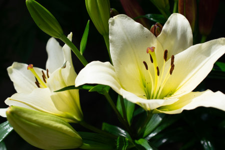 white lily on a background of green leavesの写真素材