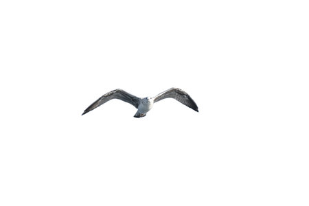 white seagulls on white isolated backgroundの写真素材