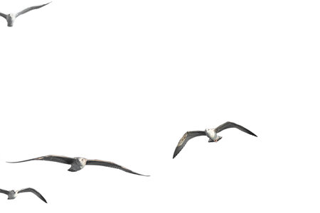 white seagulls on white isolated backgroundの写真素材