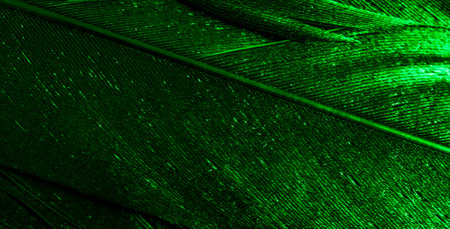 green feathers with visible textureの写真素材