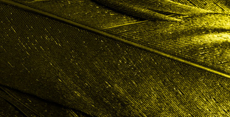 yellow feathers with visible textureの写真素材