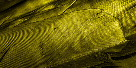 yellow feathers with visible textureの写真素材