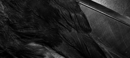 black feathers with visible textureの写真素材