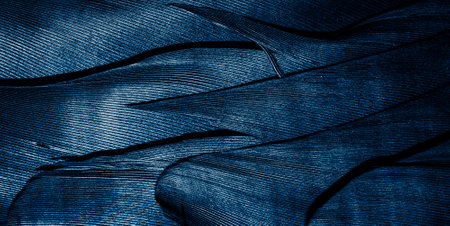 blue feathers with visible textureの写真素材