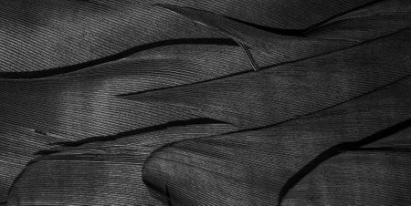 black feathers with visible textureの写真素材