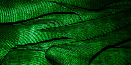 green feathers with visible textureの写真素材