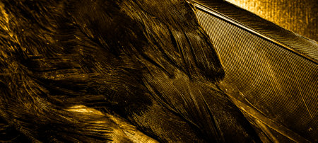 orange feathers with visible textureの写真素材