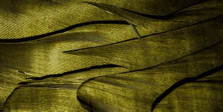 yellow feathers with visible textureの写真素材