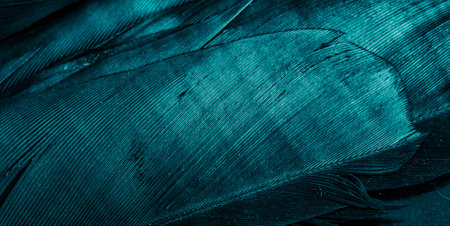 blue feathers with visible textureの写真素材