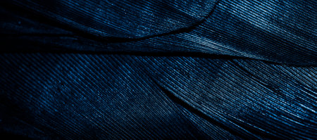 blue feathers with visible textureの写真素材