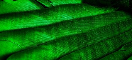 green feathers with visible textureの写真素材