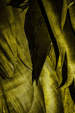 yellow feathers with visible textureの写真素材