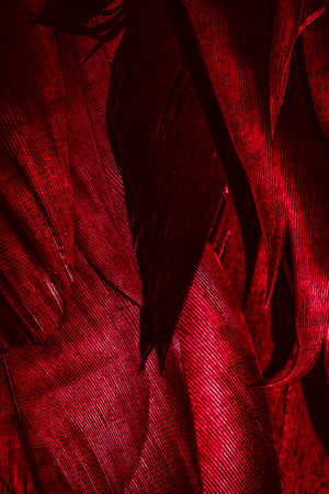 red feathers with visible textureの写真素材