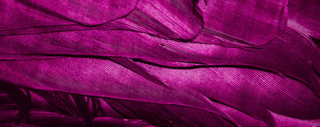 violet feathers with visible textureの写真素材