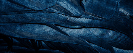 blue feathers with visible textureの写真素材