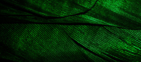 green feathers with visible textureの写真素材
