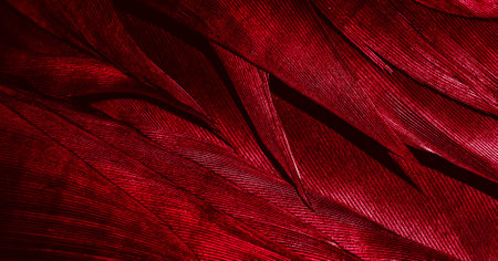 red feathers with visible textureの写真素材
