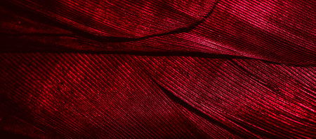 red feathers with visible textureの写真素材