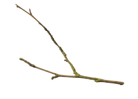 a withered twig on a white isolated backgroundの写真素材