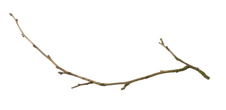 a withered twig on a white isolated backgroundの写真素材