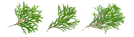 a twig of thuja on a white isolated background