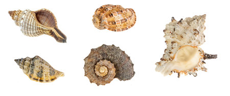 sea snail shells on white isolated backgroundの写真素材