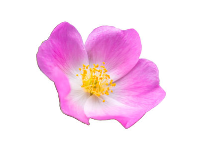 wild rose on white isolated backgroundの写真素材
