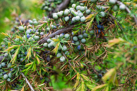 green juniper branches with visible details. background or textureの写真素材