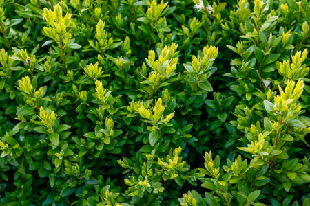 green boxwood with visible details. backgroundの写真素材