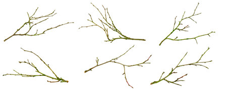 dry twig on white isolated backgroundの写真素材