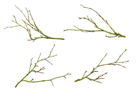 dry twig on white isolated backgroundの写真素材