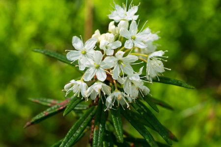 blooming Rhododendron tomentosum Harmaja against the background of a green forestの写真素材