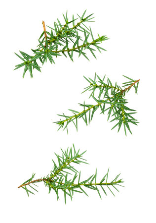 juniper twigs on a white isolated backgroundの写真素材