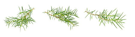 juniper twigs on a white isolated backgroundの写真素材