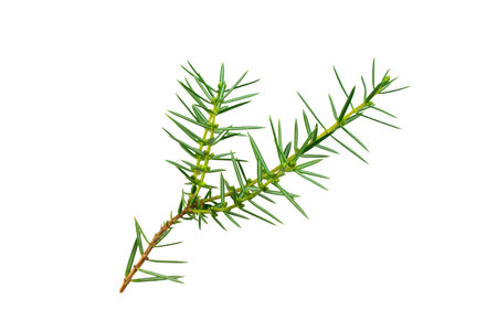 juniper twigs on a white isolated backgroundの写真素材