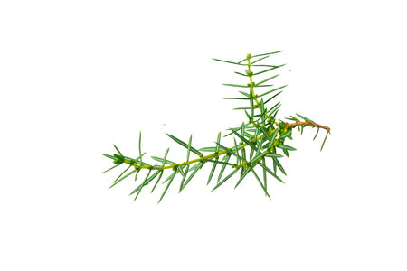 juniper twigs on a white isolated backgroundの写真素材