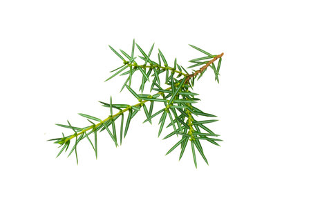 juniper twigs on a white isolated backgroundの写真素材