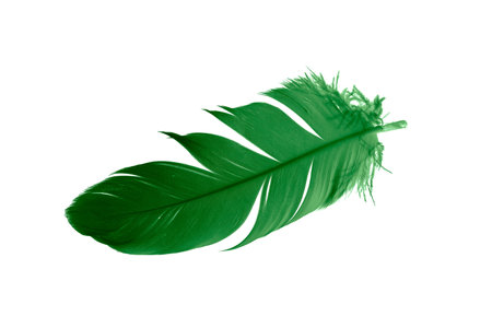 green feathers on white isolated backgroundの写真素材