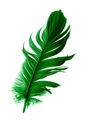 green feathers on white isolated backgroundの写真素材