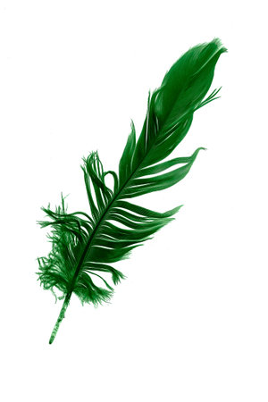 green feathers on white isolated backgroundの写真素材