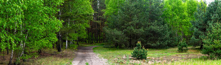 dirt road through a green forest