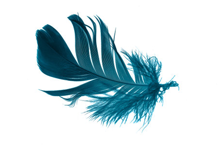 blue feathers on white isolated backgroundの写真素材