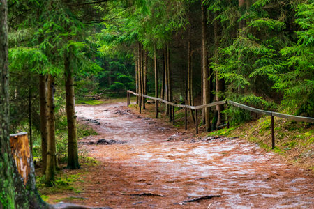 spruce forest on a sunny day