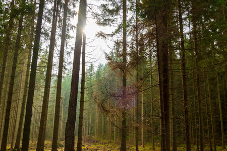 spruce forest on a sunny day