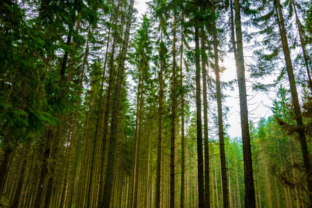 spruce forest on a sunny dayの写真素材