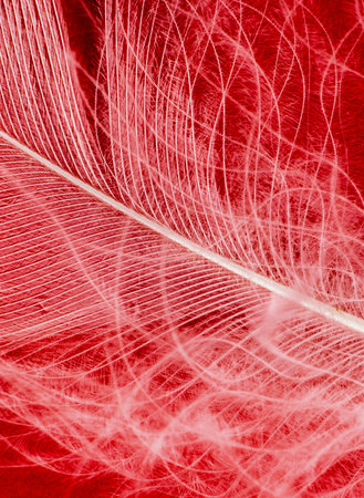 white duck feather on a red backgroundの写真素材