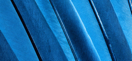 blue feather pigeon macro photo. texture or background