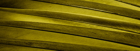 yellow feather pigeon macro photo. texture or background